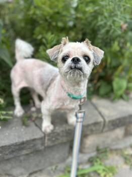 Baze -  Shih Tzu Dog for Adoption in Howes Cave, New York - Baze | PetCurious