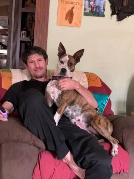 Rescue Australian Cattle Dog Blue Heeler Dogs for Adoption in Wantagh, New York - Bea | PetCurious