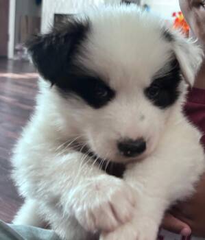 Sheila -  Husky Dog for Adoption in Dallas, Texas - Sheila | PetCurious