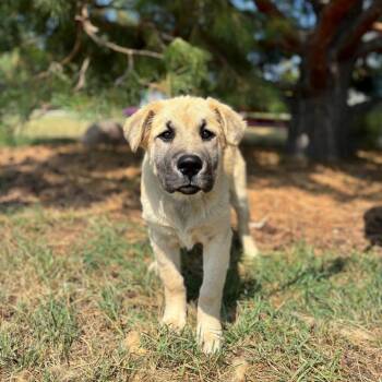 Sitka--In Foster -  Shepherd and Mixed Breed Dog for Adoption in Fargo, North Dakota - Sitka--In Foster | PetCurious