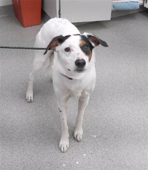 CLINTON -  Australian Cattle Dog Blue Heeler and Mixed Breed Dog for Adoption in Omaha, Nebraska - CLINTON | PetCurious