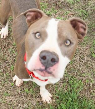 Berleezy FKA Dylan -  Mixed Breed Dog for Adoption in West Chester, Pennsylvania - Berleezy FKA Dylan | PetCurious