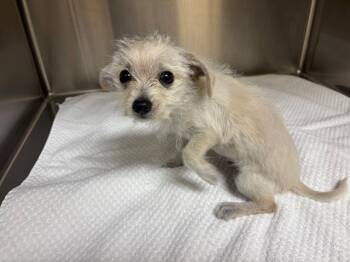 Cairn Terrier and Mixed Breed Dogs Available for Adoption in Tustin, California - SPARTACUS | PetCurious