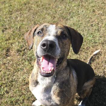 Rescue Pit Bull Terrier and German Shepherd Dog Dogs for Adoption in Orange, Virginia - Humphrey | PetCurious
