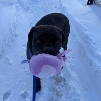 Mastiff Dogs Available for Adoption - RAMZI | PetCurious