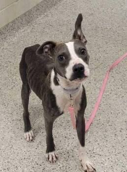 Starr -  Pit Bull Terrier and Mixed Breed Dog for Adoption in Kansas City, Missouri - Starr | PetCurious