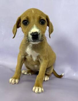 Rescue Boxer and Mixed Breed Dogs for Adoption in Morton Grove, Illinois - Lil | PetCurious