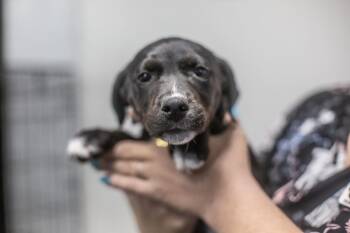 Labrador Retriever Dogs Available for Adoption in Mountain Home, Arkansas - Ariel | PetCurious