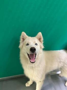 SANDY KOUFAX -  Siberian Husky and Mixed Breed Dog for Adoption in Visalia, California - SANDY KOUFAX | PetCurious
