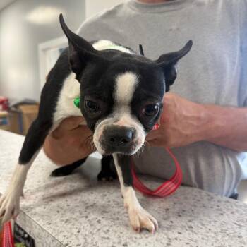 Becky -  Boston Terrier Dog for Adoption in Normal, Illinois - Becky | PetCurious