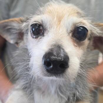 Gordo -  Chihuahua and Wirehaired Terrier Dog for Adoption in Kingman, Kansas - Gordo | PetCurious