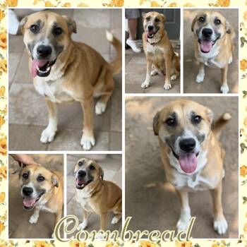 Cornbread -  Shepherd and Mixed Breed Dog for Adoption in Fort Smith, Arkansas - Cornbread | PetCurious