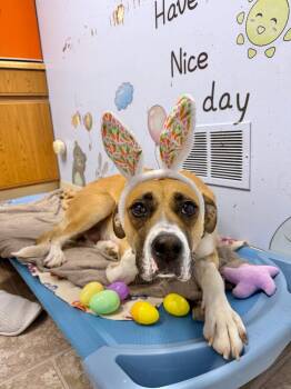 Anatolian Shepherd and Boxer Dogs Available for Adoption - Hazel | PetCurious