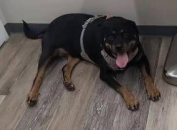 Raven -  Rottweiler Dog for Adoption in Reisterstown, Maryland - Raven | PetCurious