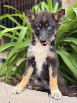Charlie -  Pomsky Dog for Adoption in North Freedom, Wisconsin - Charlie | PetCurious