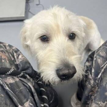 Silver -  Mixed Breed Dog for Adoption - Silver | PetCurious