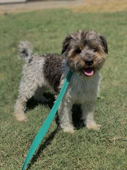 Rescue Lhasa Apso and Poodle Dogs for Adoption in Visalia, California - Zack | PetCurious