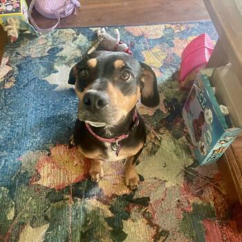 Catahoula Leopard Dog Dogs Available for Adoption - Lady | PetCurious