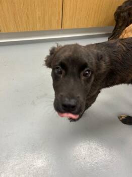 Campbell (Castle x5) -  Shepherd Dog for Adoption in Hartsville, South Carolina - Campbell (Castle X5) | PetCurious
