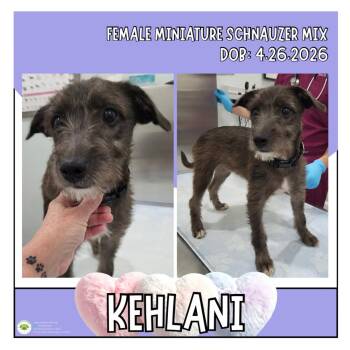 Kehlani -  Schnauzer Dog for Adoption in Pottstown, Pennsylvania - Kehlani | PetCurious