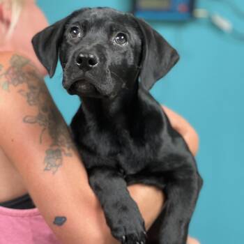 Labrador Retriever Dogs Available for Adoption - ASHA - ARRIVING IN MAINE APRIL 18TH | PetCurious