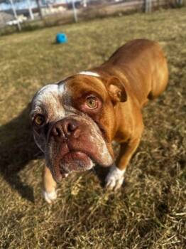 Rescue American Bulldog and Mixed Breed Dogs for Adoption in Scottsbluff, Nebraska - Dodger | PetCurious