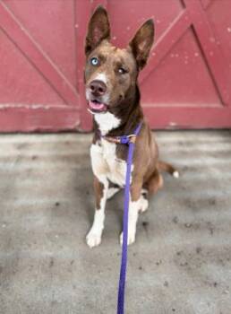 SAFFRON -  Australian Kelpie and Mixed Breed Dog for Adoption in Charlotte, North Carolina - SAFFRON | PetCurious