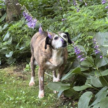 Woodle -  Mixed Breed Dog for Adoption in Spruce Pine, North Carolina - Woodle | PetCurious
