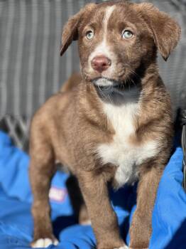 Mixed Breed Dogs Available for Adoption - Ranger | PetCurious