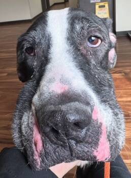 Rescue Great Dane Dogs for Adoption in Louisville, Illinois - Max | PetCurious