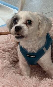 Jayden -  Mixed Breed Dog for Adoption in Alexandria, Virginia - Jayden | PetCurious