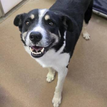 Trusty -  Border Collie and Mixed Breed Dog for Adoption in Murray, Utah - Trusty | PetCurious