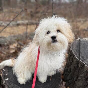 Puffin -  Poodle Dog for Adoption in Rockville, Maryland - Puffin | PetCurious