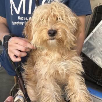 Maltese and Miniature Poodle Dogs Available for Adoption in Richmond, California - PEBBLES | PetCurious