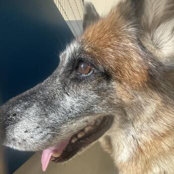 Annie -  German Shepherd Dog Dog for Adoption in Redwood Falls, Minnesota - Annie | PetCurious