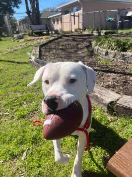 Mixed Breed Dogs Available for Adoption - Clark | PetCurious