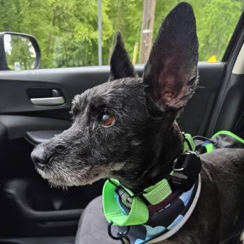 Cairn Terrier Dogs Available for Adoption in Baldwin, Maryland - Bucky | PetCurious