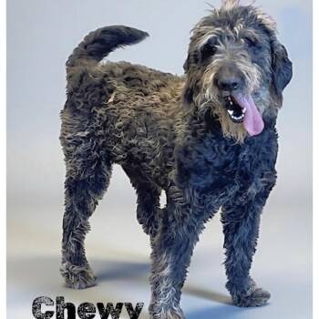 Irish Wolfhound Dogs Available for Adoption - Chewy | PetCurious