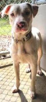 Labrador Retriever and Pit Bull Terrier Dogs Available for Adoption - Sammy *Cross Post* | PetCurious