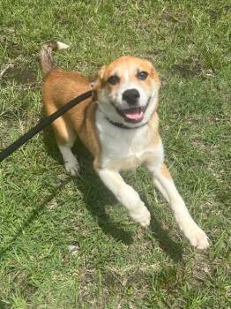 Shepherd Dogs Available for Adoption in Benton, Arkansas - Rascal | PetCurious