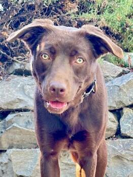 Maybelle -  Chocolate Labrador Retriever Dog for Adoption in Phoenix, Oregon - Maybelle | PetCurious