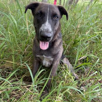Roscoe -  Mountain Cur Dog for Adoption in Harlingen, Texas - Roscoe | PetCurious