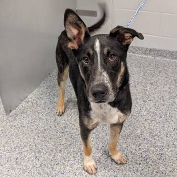 Roquefort -  Shepherd and Mixed Breed Dog for Adoption in Greenville, South Carolina - Roquefort | PetCurious