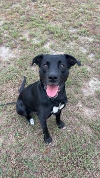 Rescue Black Labrador Retriever Dogs for Adoption in Bloomingdale, Georgia - Koe | PetCurious