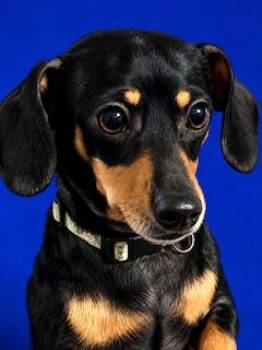 Dachshund Dogs Available for Adoption in Ladson, South Carolina - Marley | PetCurious