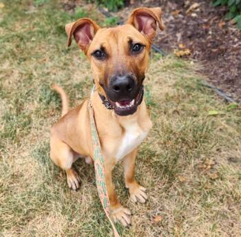 BONKERS -  Pit Bull Terrier and Great Dane Dog for Adoption in Minneapolis, Minnesota - BONKERS | PetCurious