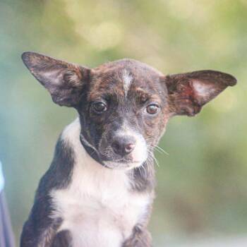 Rescue Mixed Breed Dogs for Adoption in Groveland, Massachusetts - George | PetCurious