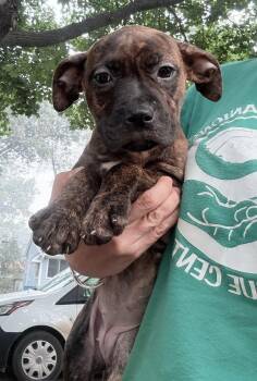 Josephine -  Pit Bull Terrier Dog for Adoption in Oxford, Michigan - Josephine | PetCurious