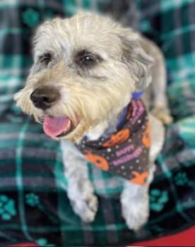 Rescue Miniature Schnauzer and Poodle Dogs for Adoption in Memphis, Tennessee - Winchester | PetCurious