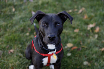 Rescue Labrador Retriever and Mixed Breed Dogs for Adoption in Golden Valley, Minnesota - Johnny B. Goode | PetCurious